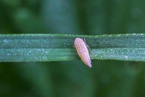 Réf. 302 208 : Deltocephalinae inconnu